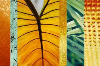 Bamboo Palm Wall Mural Tropical Wallpaper By Murals Your Way