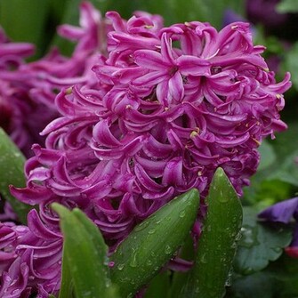 Hyacinth Wallpaper