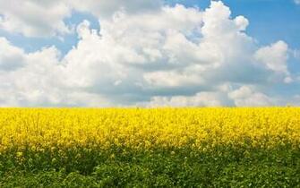 Green Yellow White Blue Wallpaper