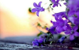 Pretty Flowers Wallpaper Walltor