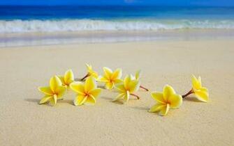 Plumeria Wallpaper In Resolution