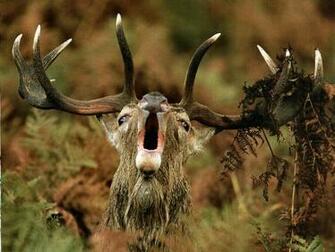 Red Deer Buck Wallpaper
