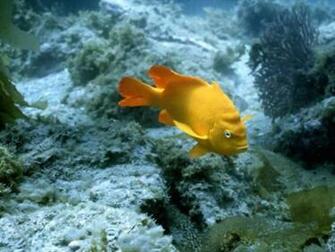 Fish Wallpaper Image And Animals Pictures