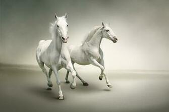 White Horse Wallpaper Pictures Image