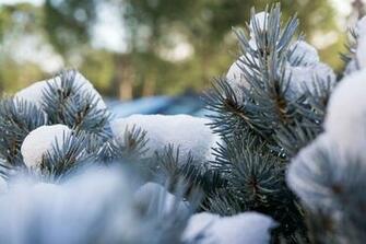 Photo Christmas Tree Wallpaper Season Winter Snow Max Pixel