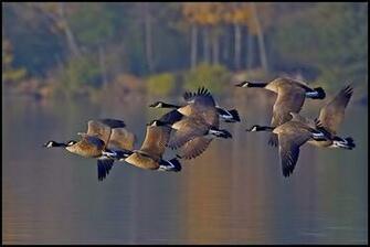 Flying Ducks