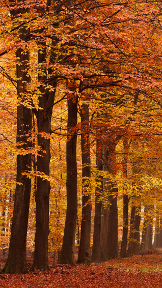 iPhone 6s Plus Autumn Wallpaper
