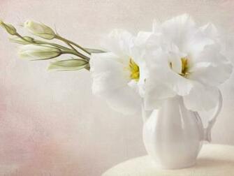 White Flowers Wallpaper