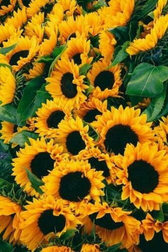 Maggie Albury On Flowers Everywhere With Image
