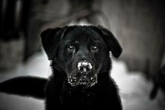 Cool Dogs HD Wallpaper High Definition Quality