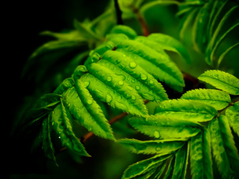 Beautiful Green Leaves Drops Water 4k Ultra HD Wallpaper For