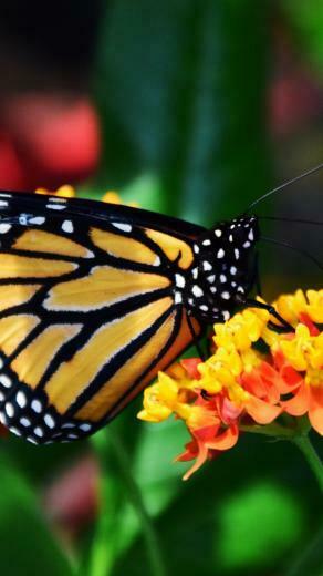 Monarch Butterfly Wallpaper iPhone Android Desktop Background