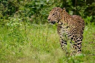 Indian Leopard Wikipedia