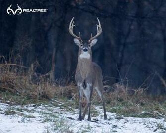 Realtree Wallpaper Background