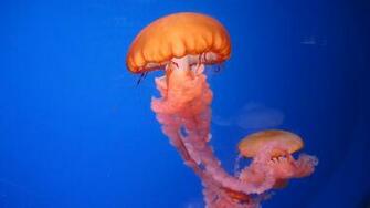 On August By Admin Comments Off Box Jellyfish Wallpaper