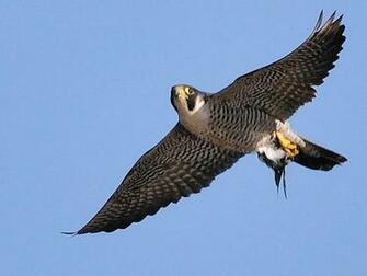 Peregrine Falcon Wallpaper