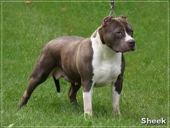 Blue Nose Pitbull Wallpaper Jpg