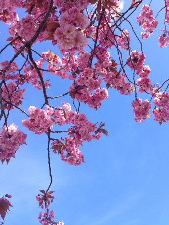 Aesthetic Flower Background Wallpaper