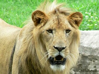 Beautiful Lions Wallpaper Photos Pictures Desktop