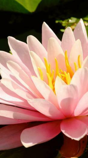 Lotus Flower Petals