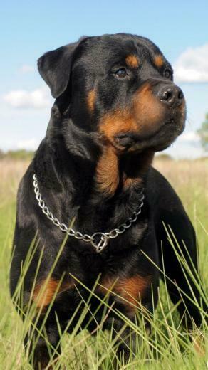 Rottweiler Pictures Photo Gallery Goldenacresdogs