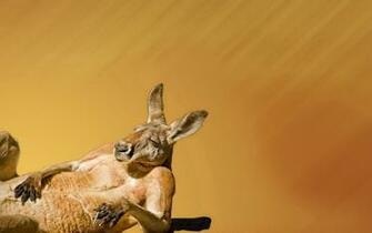 Kangaroo Cute Lively And