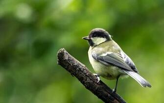 Nature Image With Animals And Wallpaper