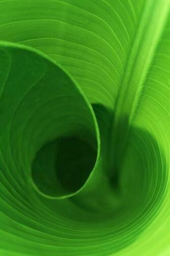 Banana Leaves iPhone Wallpaper Background