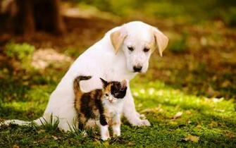 Cute Baby Dogs And Cats