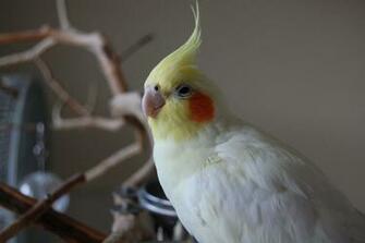 Cockatiel Background Wallpaper Baltana