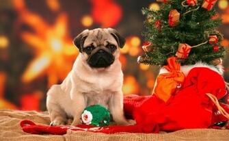 Pug Under The Christmas Tree Great Wallpaper Beautiful Dog Breeds