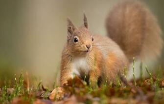 Wallpaper Look Pose Background Protein Squirrel Image For