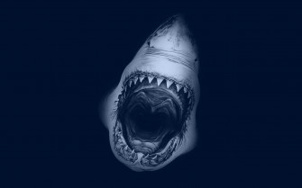 Desktop Shark HD Wallpaper