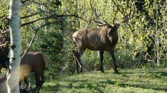 From Information Please Back To Fact Monster Az Bull Utah Muley Hunt