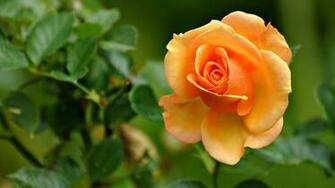 Wallpaper Rose Flowers