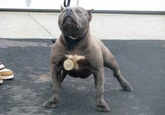HD Wallpaper Pitbull Dog