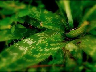 My Wallpaper Nature Aloe Vera