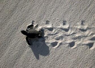 Baby Sea Turtle S Long Road Ahead Hawaii Pictures