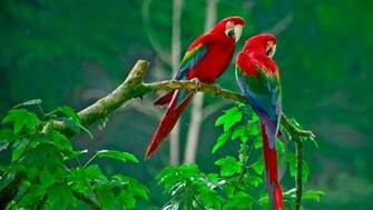 Pair Of Scarlet Macaws Widescreen Wallpaper