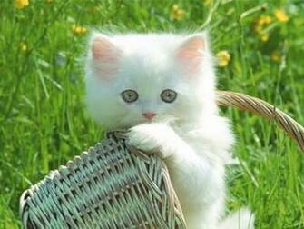 Cute Kittens Screensaver Screensavers