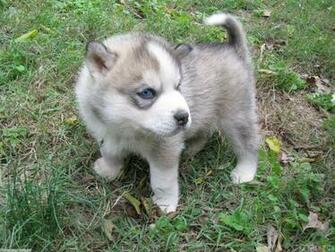 Baby Wolf Wallpaper Animals