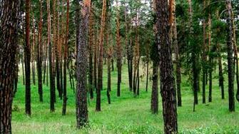 Woods Desktop Pc And Mac Wallpaper