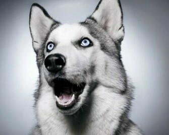 Wallpaper HD Siberian Husky Pictures Background