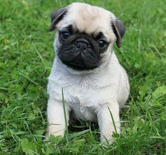 Pug Puppies