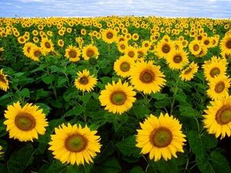 Wallpaper Sunflower