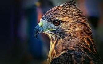 Red Tailed Hawk Wallpaper Magic4walls