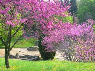 Fond D Cran St Remy De Provence France Wallpaper Glanum