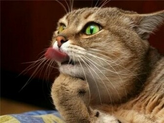 Funny Animals Pictures Wide Wallpaper