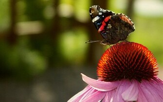 Red Butterfly Wallpaper HD Butterflies