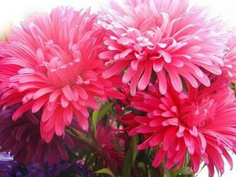 Beautiful Cute Flowers Wallpaper HD Background Hal